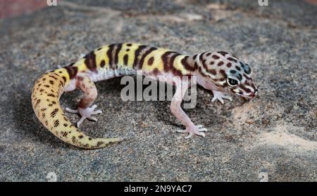 Western Banded Gecko, Coleonyx variegatus (male) Stock Photo