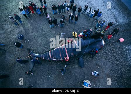 Inupiat share one of three bowhead whales they are allowed to kill each year; Kaktovik, North Slope, Alaska, United States of America Stock Photo