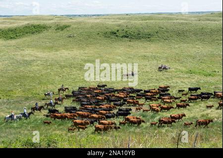 Ranchers on horseback, rounding up cattle; Burwell, Nebraska, United States of America Stock Photo