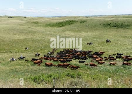 Ranchers on horseback, rounding up cattle; Burwell, Nebraska, United States of America Stock Photo