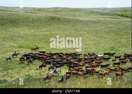 Ranchers on horseback, rounding up cattle; Burwell, Nebraska, United States of America Stock Photo