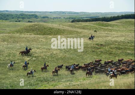 Ranchers on horseback, rounding up cattle; Burwell, Nebraska, United States of America Stock Photo