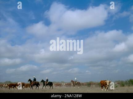 Under a big sky, cowhands herd cattle on the 130,000-acre Ranch, near Encinal, Texas, USA; Texas, United States of America Stock Photo