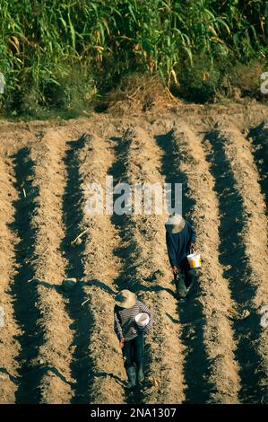 Farmers plant corn in the dry Atacama soil, Sama Valley, Atacama Desert; Chile Stock Photo
