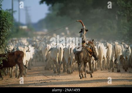 A cowboy on horseback herds zebu cattle along a dusty road; Pantanal, Brazil Stock Photo