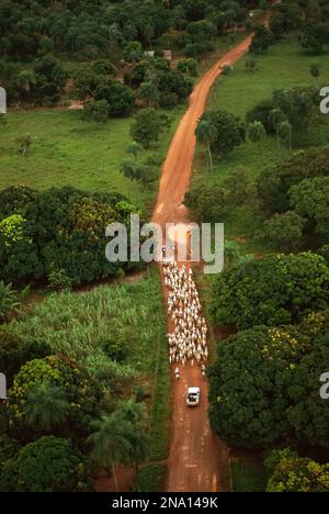 Zebu cattle are herded by cowboys and a truck along a muddy road; Pantanal, Brazil Stock Photo