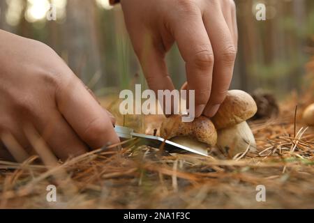 https://l450v.alamy.com/450v/2na1f3c/man-cutting-porcini-mushroom-with-knife-in-forest-closeup-2na1f3c.jpg