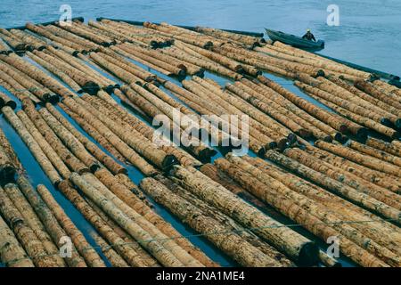 A man in a boat passes bundles of logs awaiting shipment to mills; Coos Bay, Oregon, United States of America Stock Photo