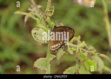 Beautiful butterflies, Dragonflies and Beetles in Sri Lanka, Visit Sri Lanka Stock Photo