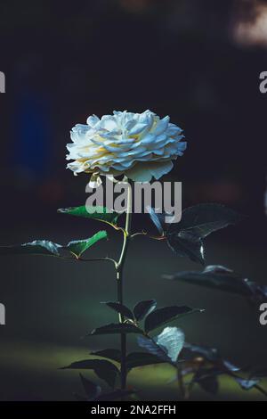 White rose in dark background, White rose of york, selective focus, blur background Stock Photo