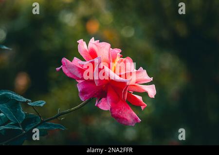 Garden rose, pink red rose, Rose in the garden, selective focus, blur background Stock Photo