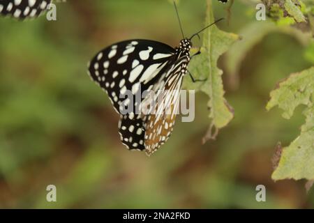 Beautiful butterflies, Dragonflies and Beetles in Sri Lanka, Visit Sri Lanka Stock Photo