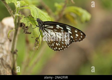 Beautiful butterflies, Dragonflies and Beetles in Sri Lanka, Visit Sri Lanka Stock Photo