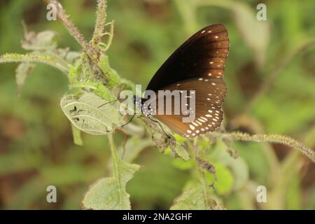 Beautiful butterflies, Dragonflies and Beetles in Sri Lanka, Visit Sri Lanka Stock Photo