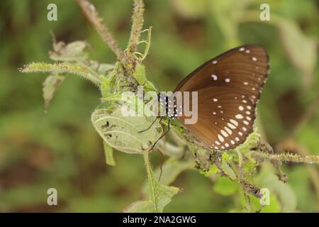 Beautiful butterflies, Dragonflies and Beetles in Sri Lanka, Visit Sri Lanka Stock Photo