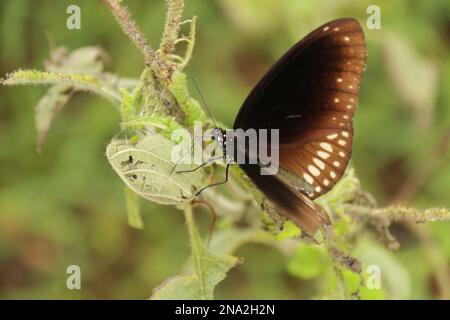 Beautiful butterflies, Dragonflies and Beetles in Sri Lanka, Visit Sri Lanka Stock Photo