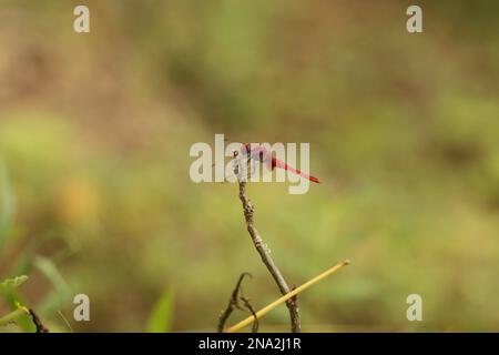 Beautiful butterflies, Dragonflies and Beetles in Sri Lanka, Visit Sri Lanka Stock Photo