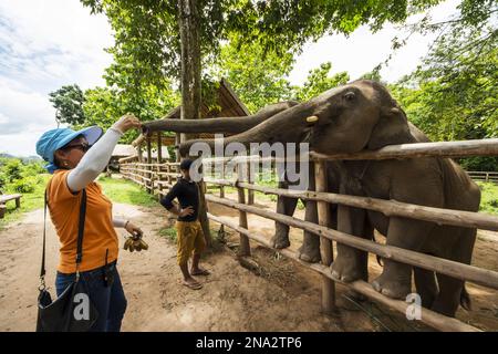 Woman feeding Asian elephant (Elephas maximus) calves, Elephant Village; Luang Prabang, Laos Stock Photo