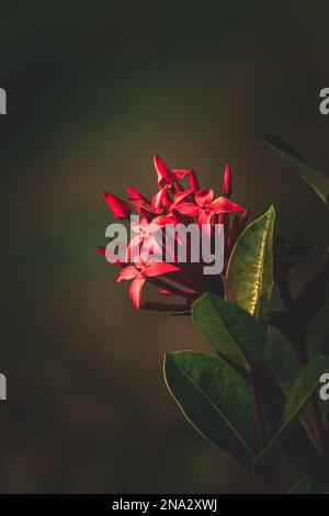 Jungle geranium, Ixora coccinea, West Indian Jasmine flower in the garden, selective focus, blur background Stock Photo