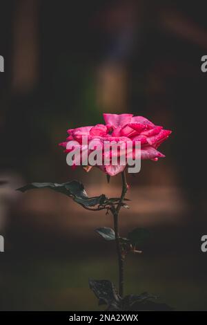 Garden rose, pink red rose, Rose in the garden, selective focus, blur background Stock Photo