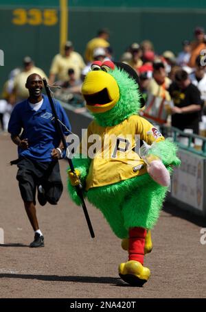 Pittsburgh Pirates fans and the team's mascot, the Pirate Parrot, watch as  security chases down a fan that streaked across the outfield at PNC Park,  late in the game during the National