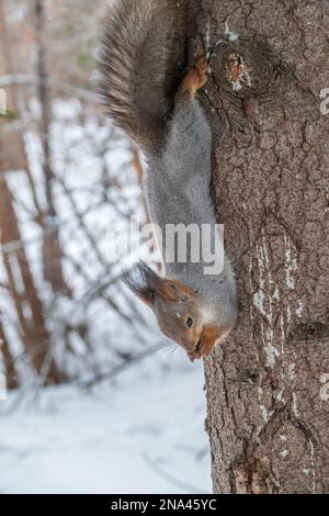 A squirrel sits upside down on a tree in winter and eats a nut. Eurasian red squirrel, Sciurus vulgaris Stock Photo