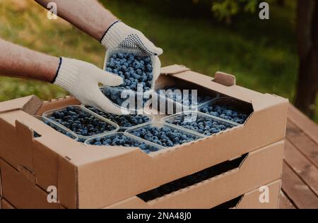 Male hands holding plastic container with large blueberries over cardboard box or crate full of blueberry. Berry shipping, delivery concept. Seller showcase the product. Worker show collected product Stock Photo