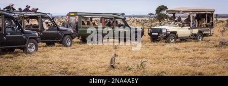 Photographers in four safari trucks shooting cheetah cub (Acinonyx jubatus), Maasai Mara National Reserve; Kenya Stock Photo