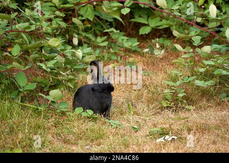 Wild black rabbit sitting in the grass next to brambles outdoors, looking at camera, Jericho Beach Park, Vancouver, BC, Canada Stock Photo