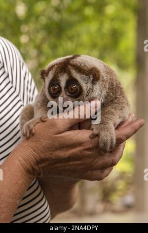 Slow loris held in hands of woman Stock Photo