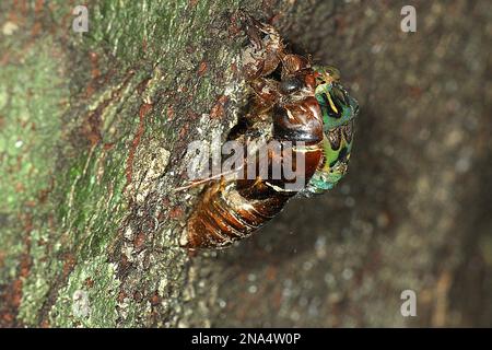 Chorus cicada (Amphisalta zelandica) emerging from exuvia Stock Photo