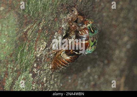 Chorus cicada (Amphisalta zelandica) emerging from exuvia Stock Photo