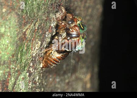 Chorus cicada (Amphisalta zelandica) emerging from exuvia Stock Photo