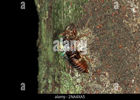 Chorus cicada (Amphisalta zelandica) emerging from exuvia Stock Photo