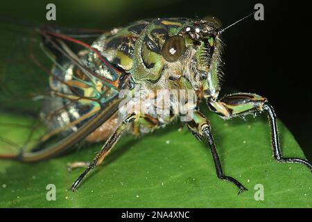 Chorus cicada (Amphisalta zelandica) emerging from exuvia Stock Photo