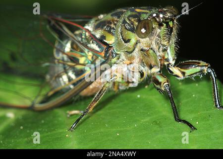 Chorus cicada (Amphisalta zelandica) emerging from exuvia Stock Photo