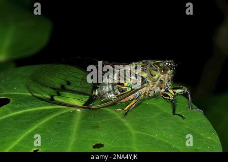 Chorus cicada (Amphisalta zelandica) emerging from exuvia Stock Photo