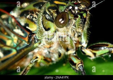 Chorus cicada (Amphisalta zelandica) emerging from exuvia Stock Photo