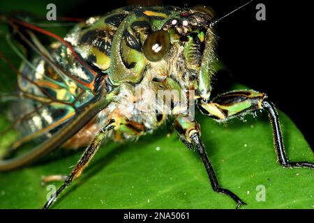 Chorus cicada (Amphisalta zelandica) emerging from exuvia Stock Photo