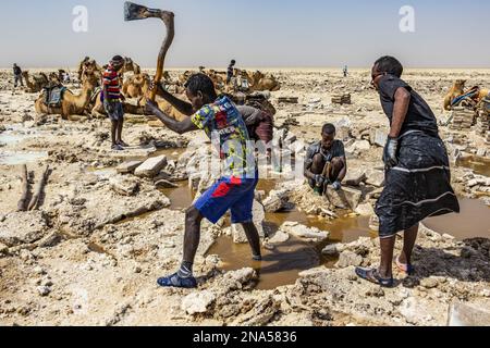 Afar salt miner using a traditional axe to cut and shape salt into blocks in the salt flats of Lake Karum (Lake Assale), Danakil Depression Stock Photo