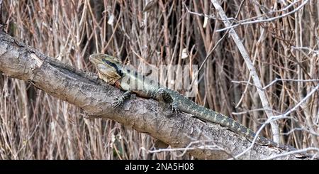 Eastern water dragon, Physignathus lesueurii, Brisbane, Australia, perched on branch Stock Photo