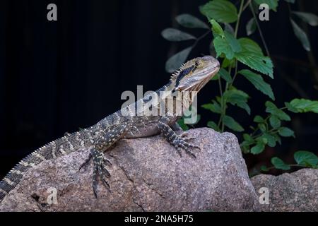 Eastern water dragon, Physignathus lesueurii, Brisbane, Australia, perched on rock in garden Stock Photo