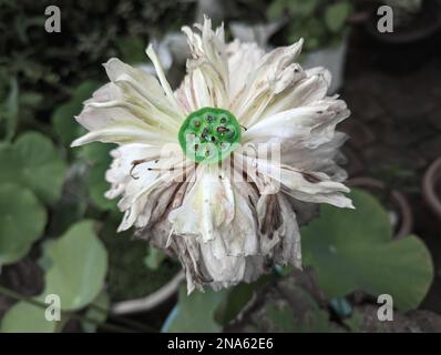 closeup of green seeds emerging out of the head of a dead and withered lotus flower Stock Photo