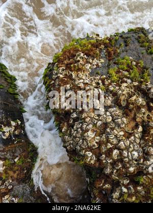 oyster clams and barnacles on the edge of a rock in a beach at low tide in the summer season Stock Photo