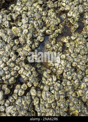 Close up of oyster clams and barnacles on the rocks in a beach at low tide Stock Photo
