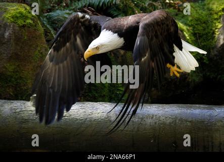 Bald eagle  Oregon Zoo