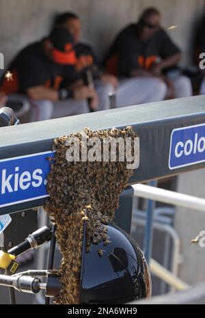 San Francisco Giants players sit in the dugout prior before a baseball game  against the Toronto Blue Jays on Thursday, June 29, 2023, in Toronto.  (Chris Young/The Canadian Press via AP Stock