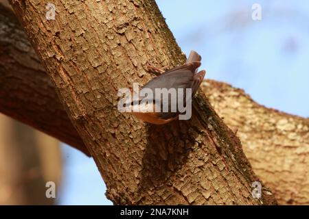 european nuthatch in its typical pose upside down on a tree Stock Photo