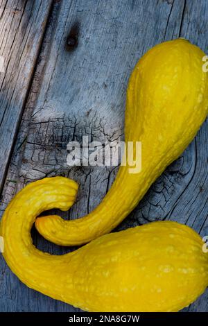 Yellow crookneck squash still life Stock Photo