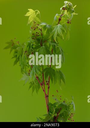 Green leaves of Acer palmatum Sango Kaku seen against a green background. Stock Photo